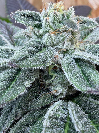 Piña Kugel (7 Souvenir Fem. Magic Beans)