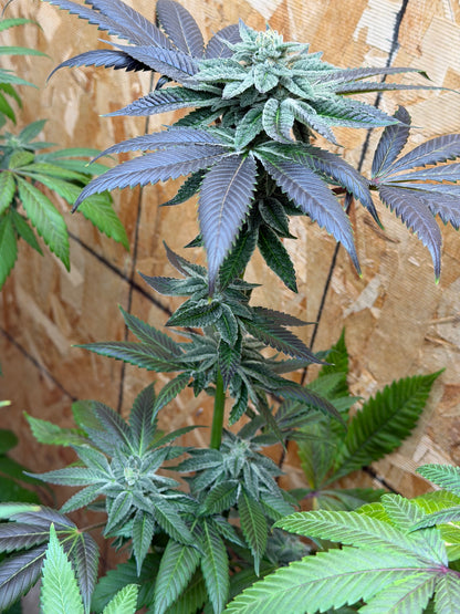 Piña Kugel (7 Souvenir Fem. Magic Beans)