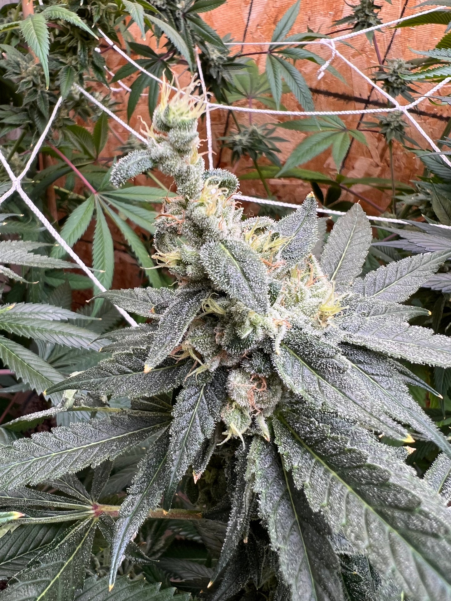 Valley of Lost Souls (7 Souvenir Fem. Seeds)