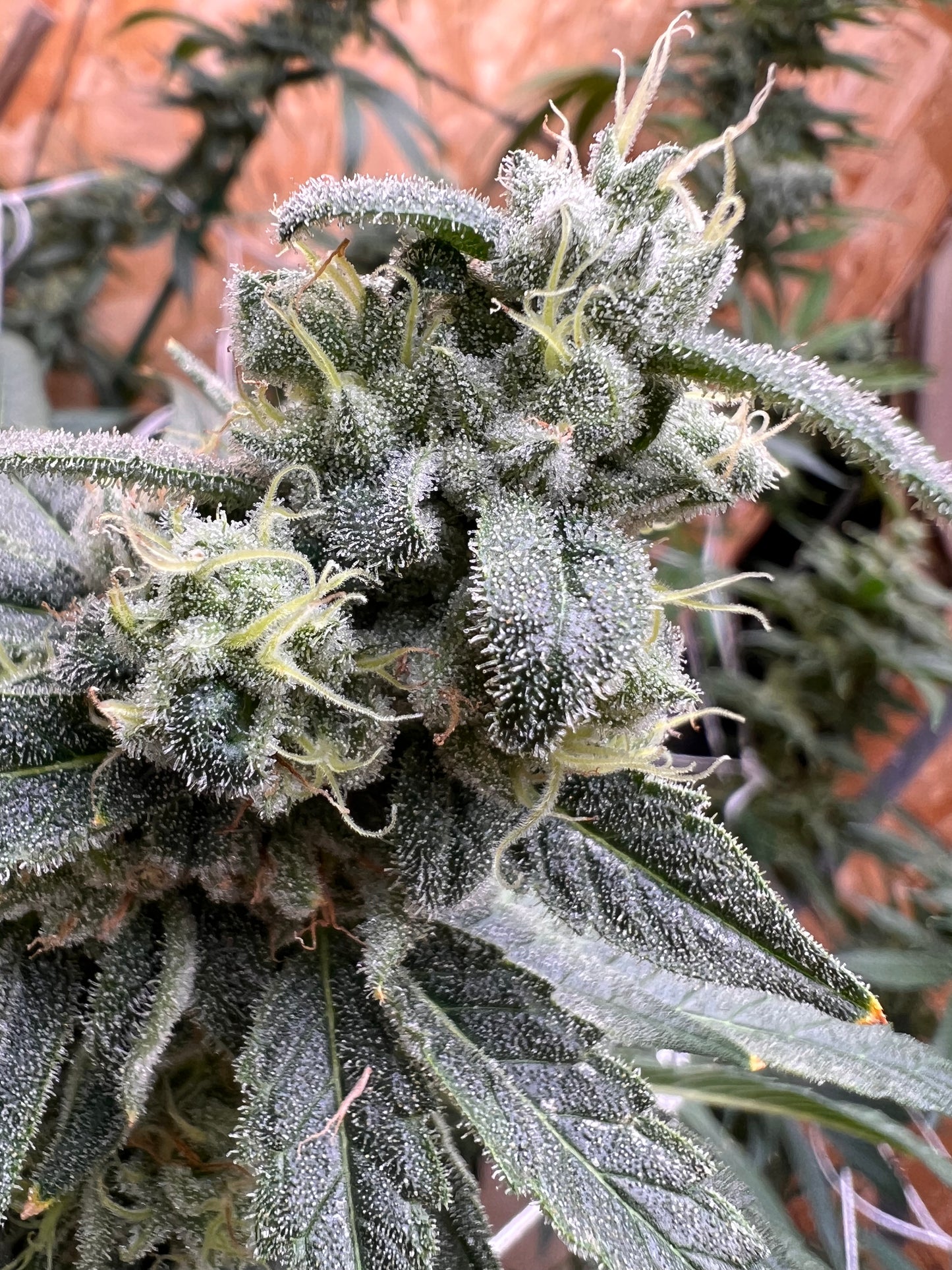 Valley of Lost Souls (7 Souvenir Fem. Seeds)