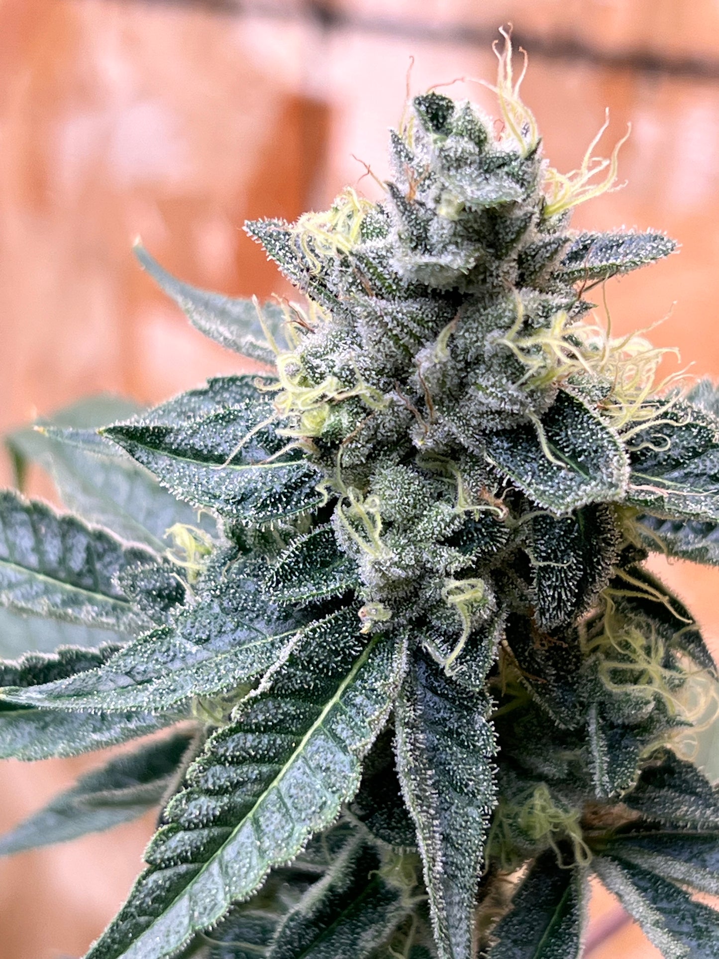 Valley of Lost Souls (7 Souvenir Fem. Seeds)