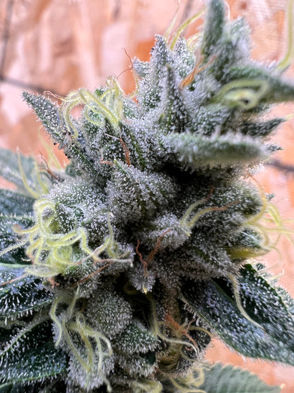 Valley of Lost Souls (7 Souvenir Fem. Seeds)