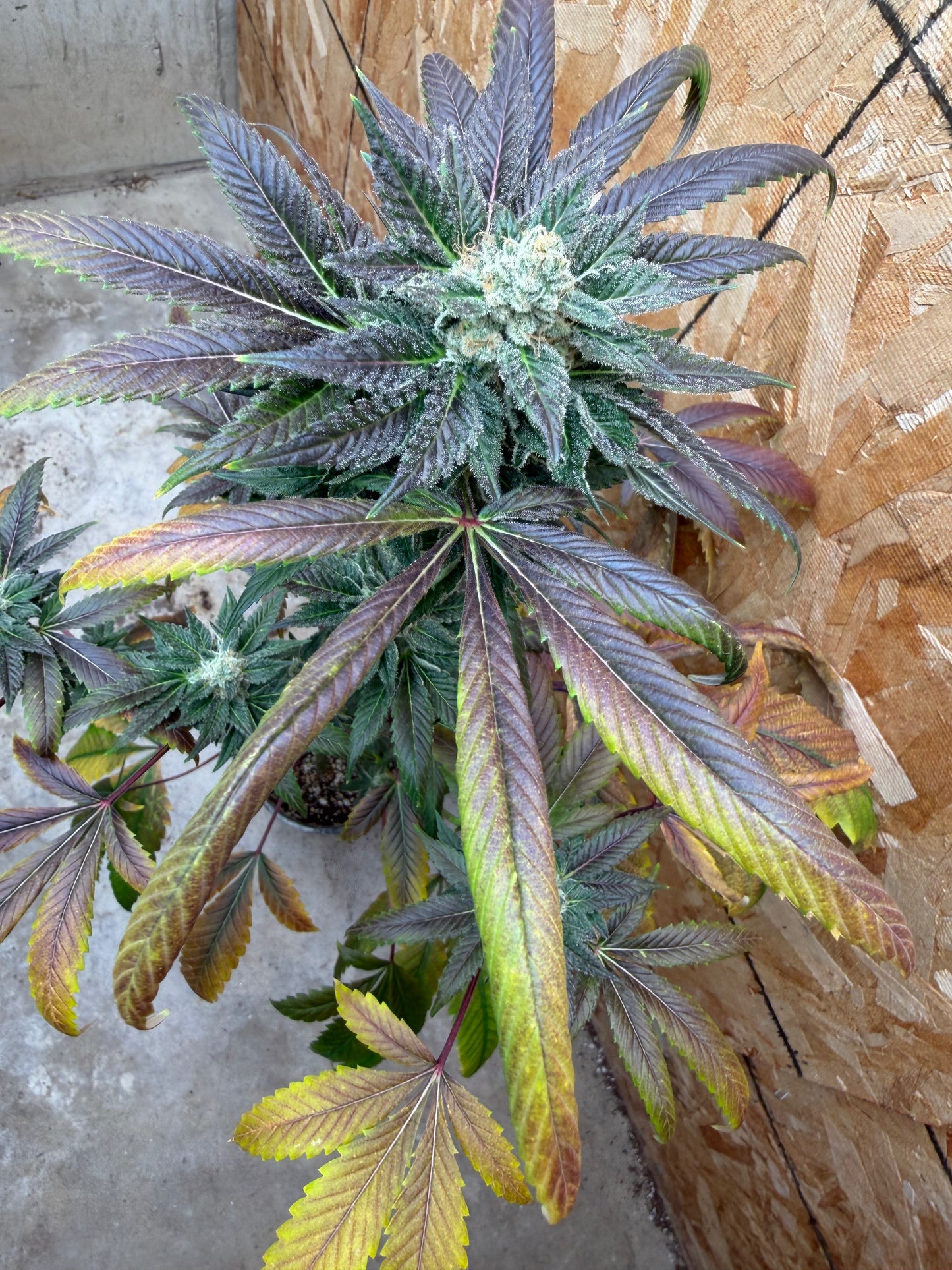 Piña Kugel (7 Souvenir Fem. Magic Beans)