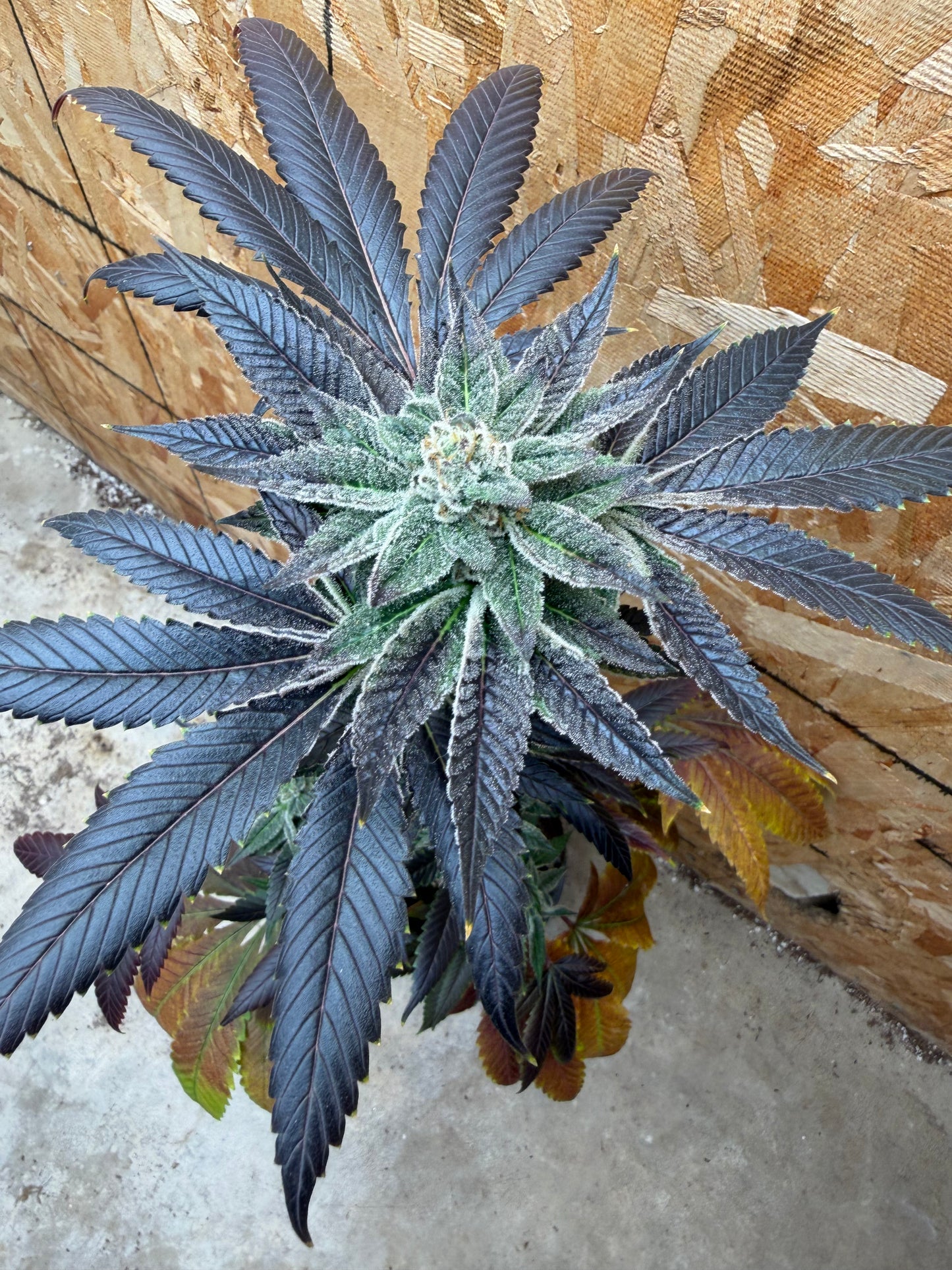 Piña Kugel (7 Souvenir Fem. Magic Beans)