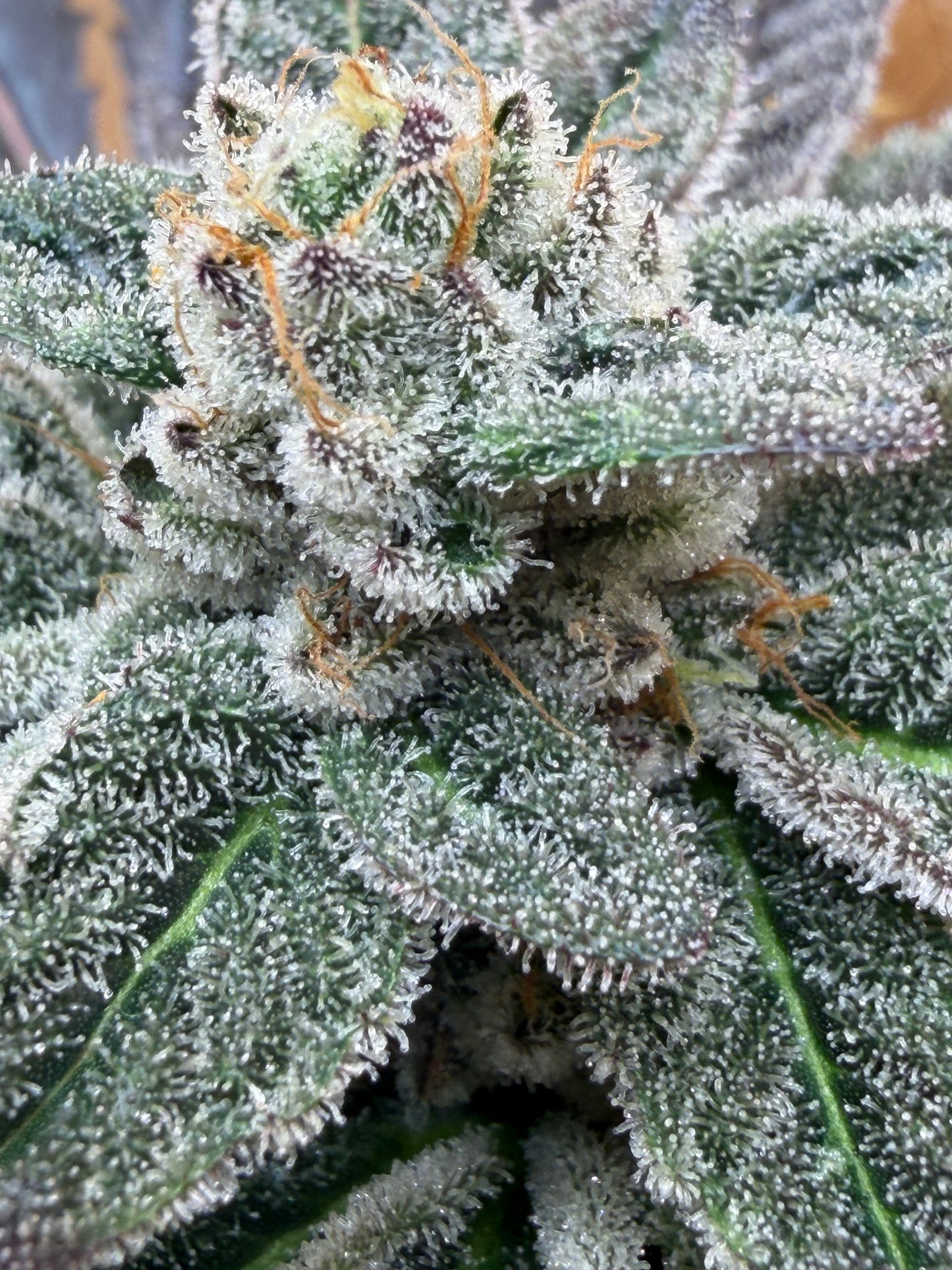Piña Kugel (7 Souvenir Fem. Magic Beans)
