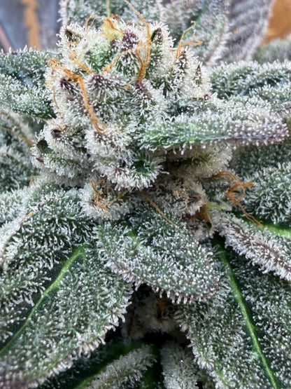 Piña Kugel (7 Souvenir Fem. Magic Beans)
