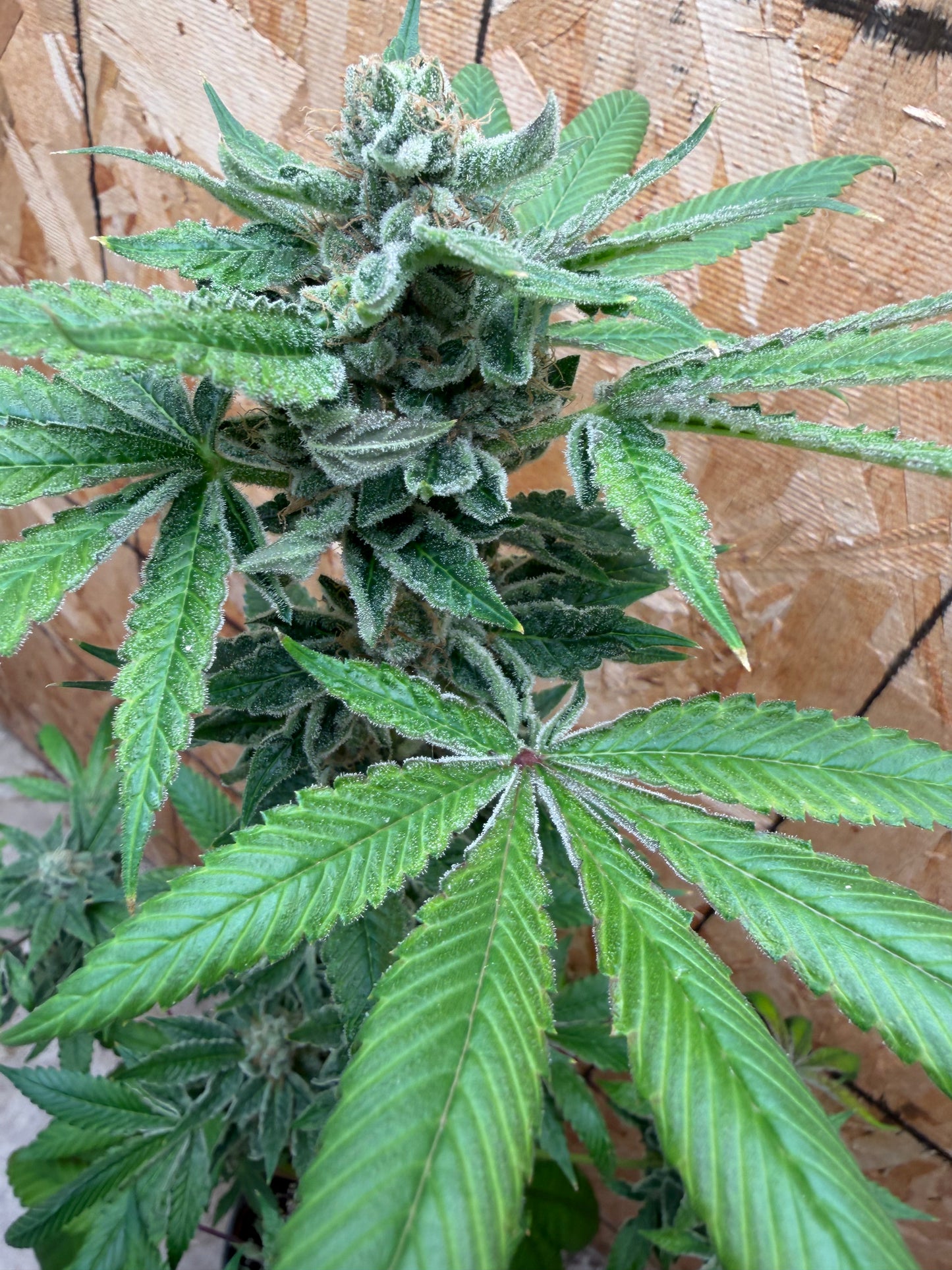 Ghost Story Haze (7 Souvenir Magic Fem. Beans) 🫘