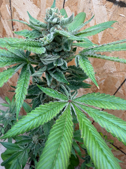 Ghost Story Haze (7 Souvenir Magic Fem. Beans) 🫘