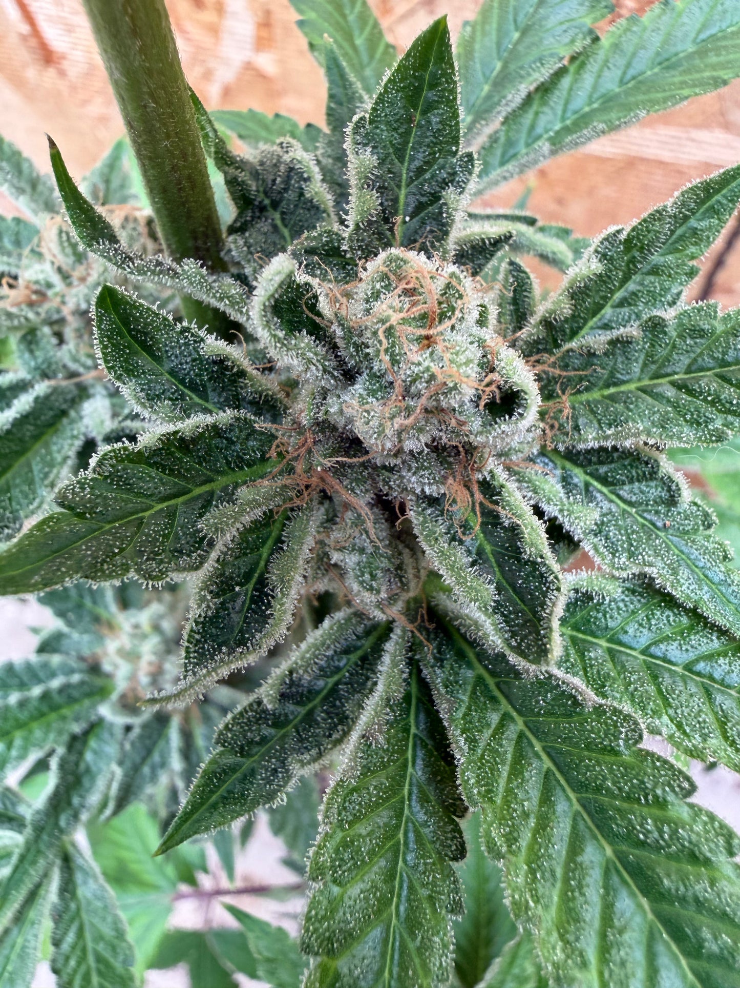 Ghost Story Haze (7 Souvenir Magic Fem. Beans) 🫘