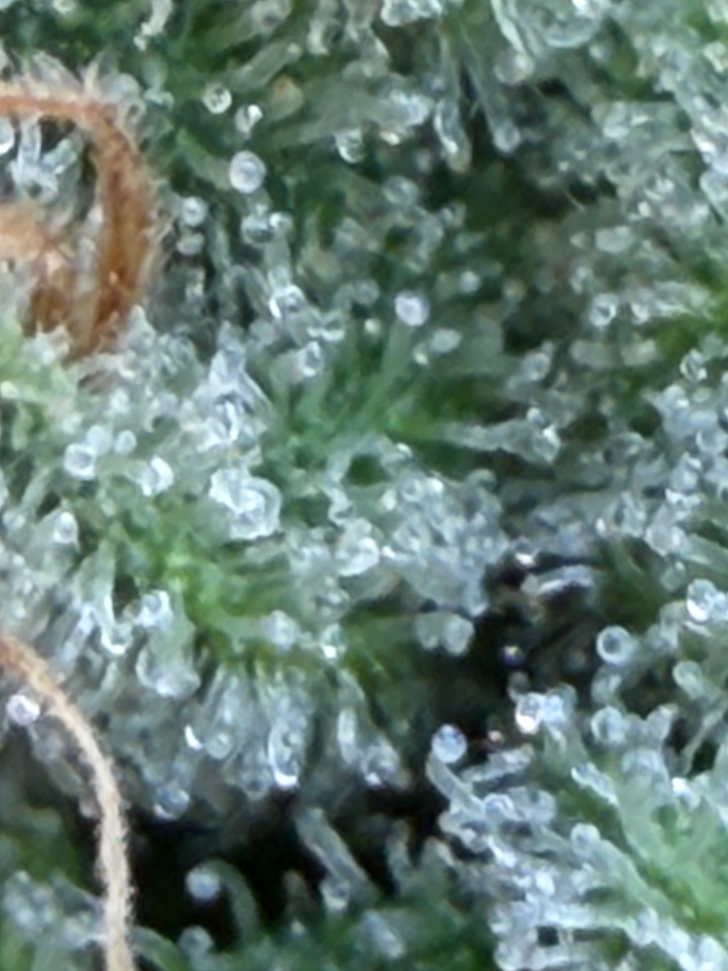 Ghost Story Haze (7 Souvenir Magic Fem. Beans) 🫘