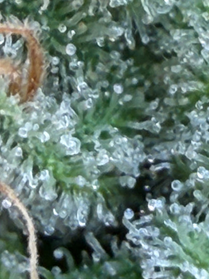 Ghost Story Haze (7 Souvenir Magic Fem. Beans) 🫘