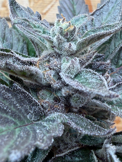 Ray Charlez (7 Souvenir Magic Fem. Beans)