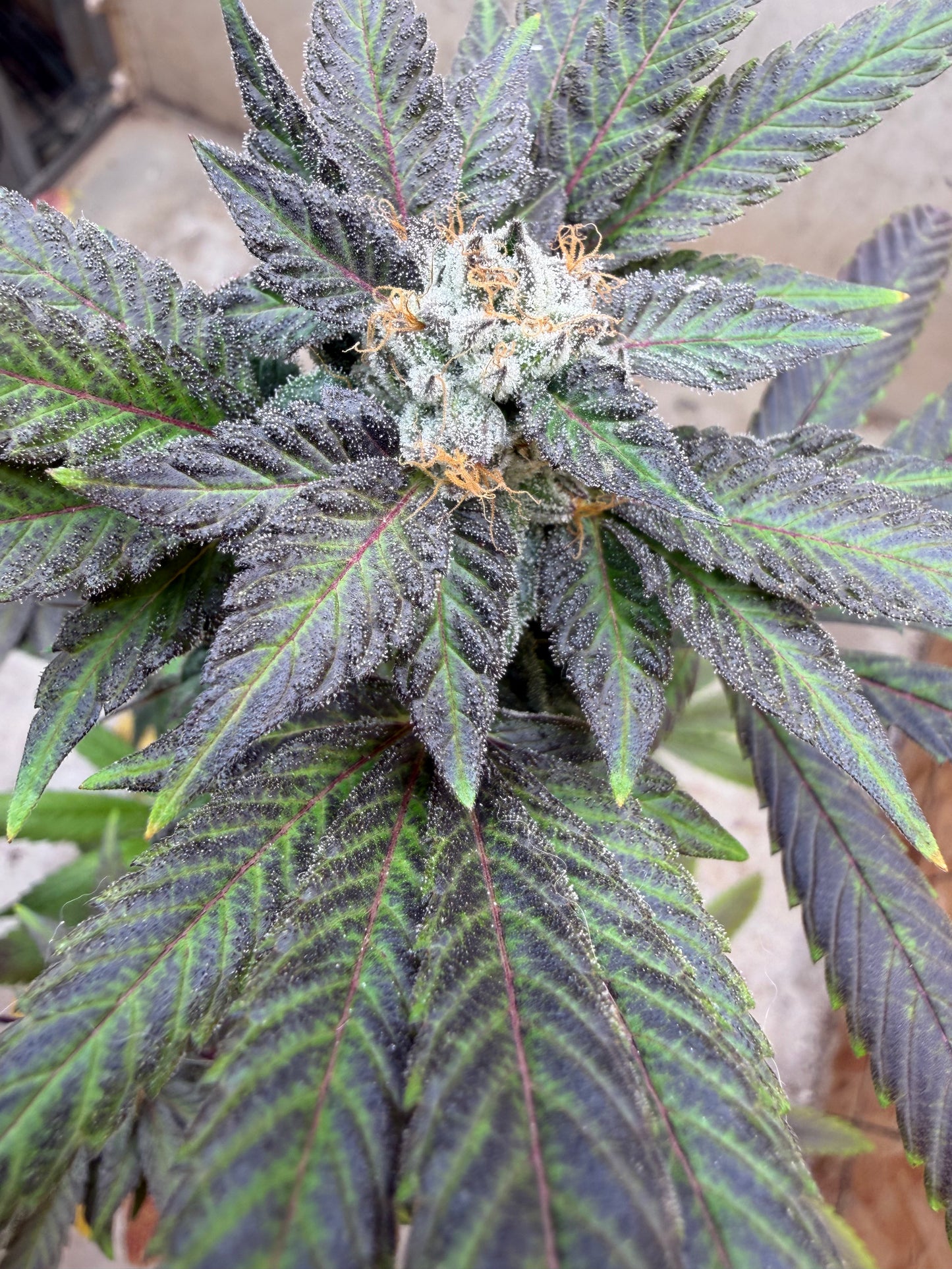 Ray Charlez (7 Souvenir Magic Fem. Beans)