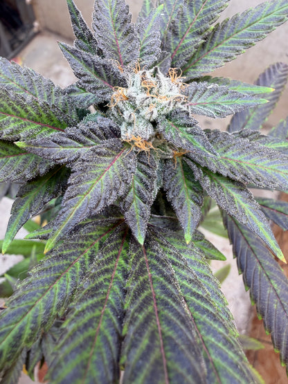 Ray Charlez (7 Souvenir Magic Fem. Beans)