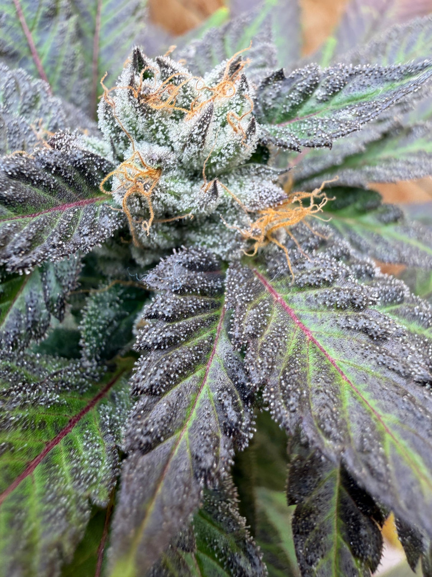 Ray Charlez (7 Souvenir Magic Fem. Beans)