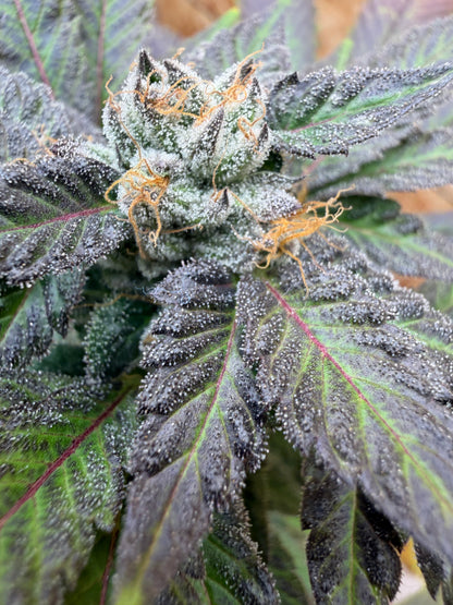 Ray Charlez (7 Souvenir Magic Fem. Beans)