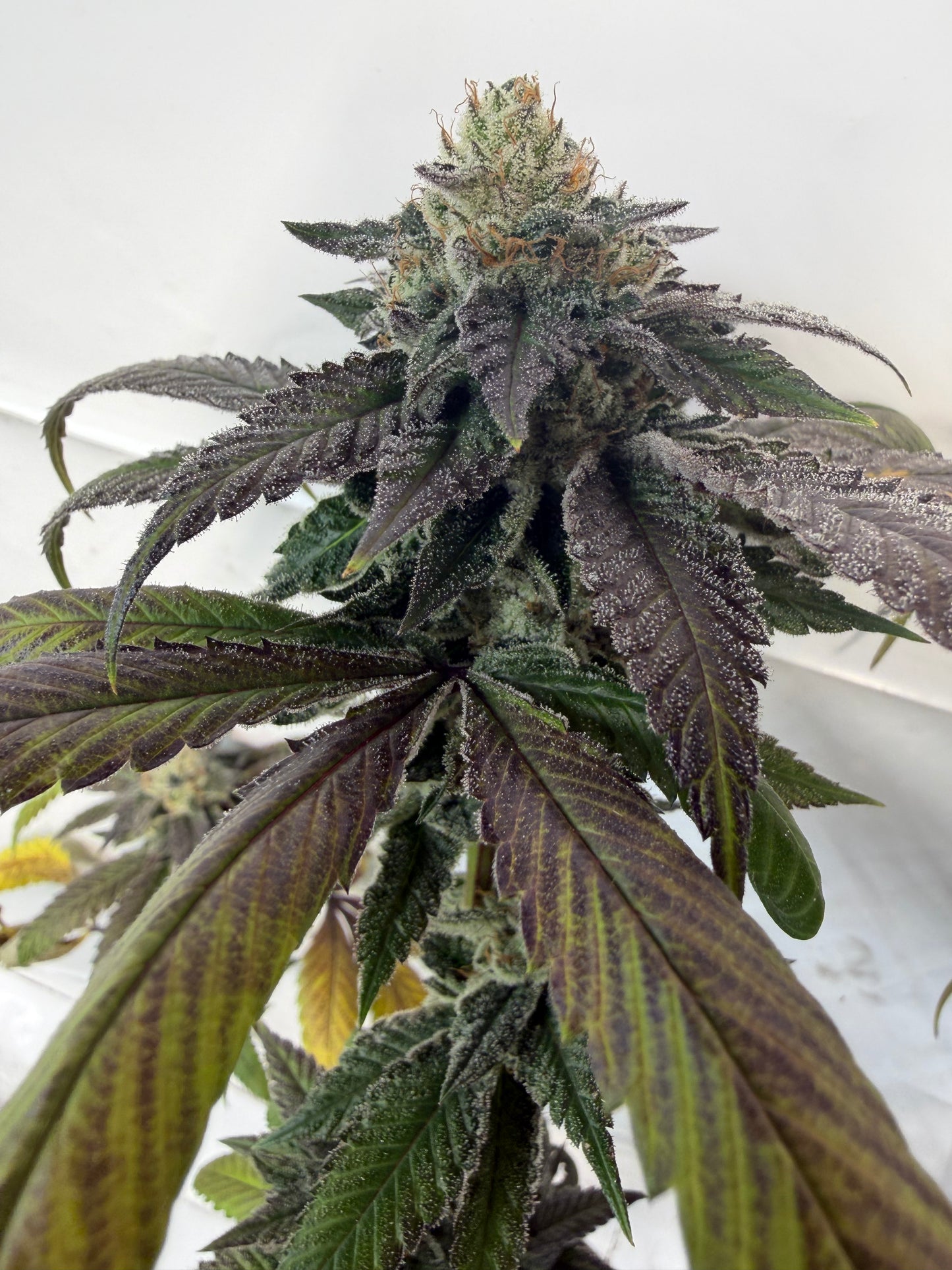 Gephilte Kush F2-R (7 Souvenir Magic Fem. Beans)