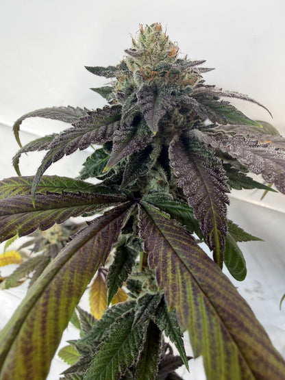 Gephilte Kush F2-R (7 Souvenir Magic Fem. Beans)