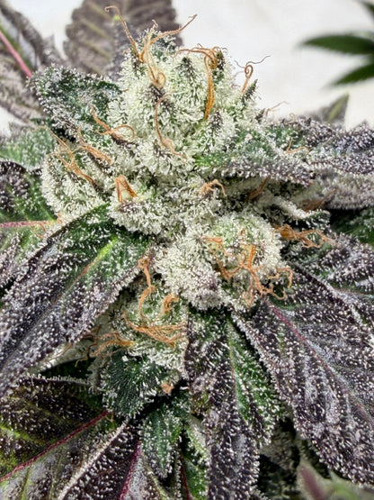Gephilte Kush F2-R (7 Souvenir Magic Fem. Beans)