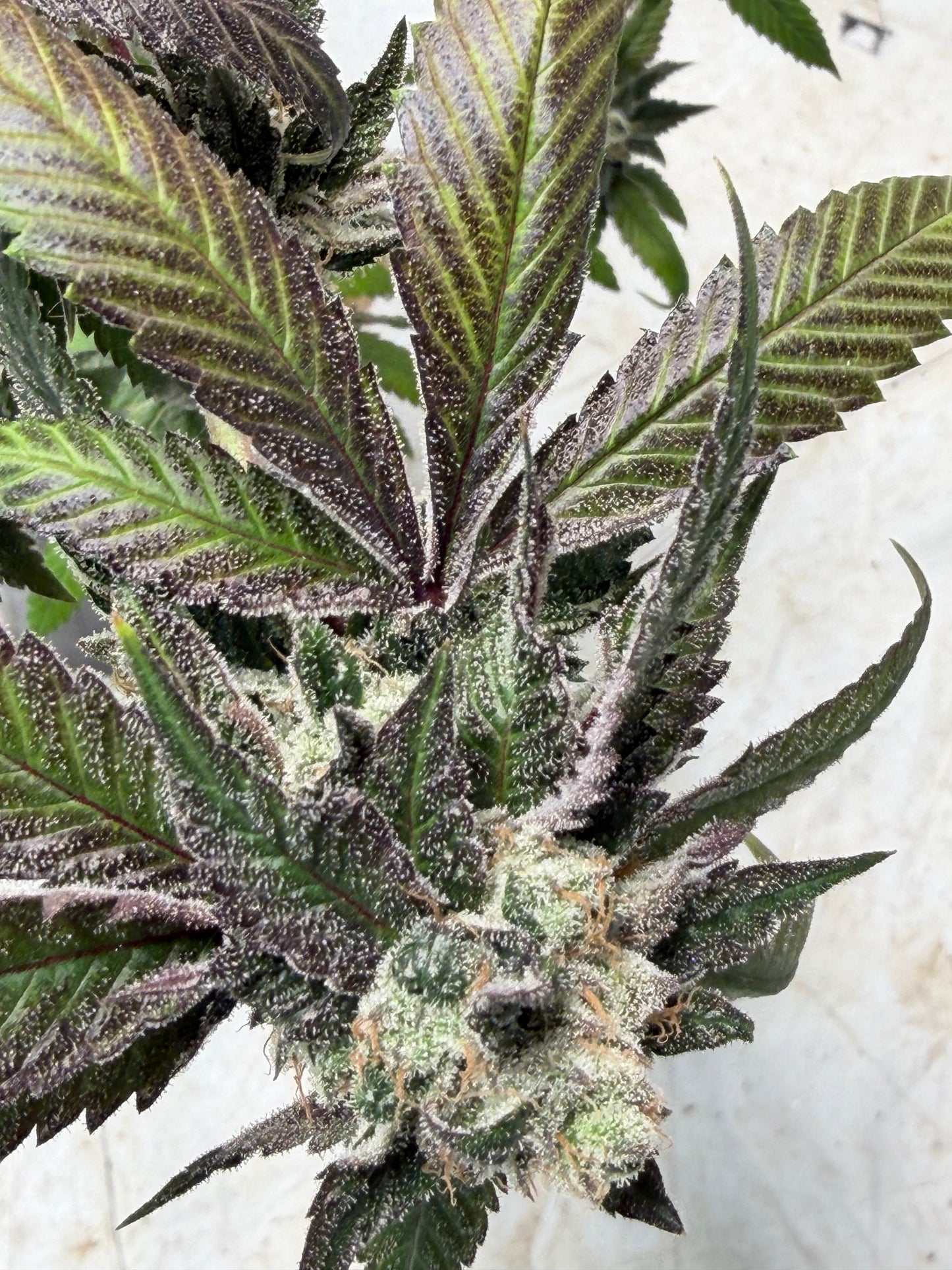 Gephilte Kush F2-R (7 Souvenir Magic Fem. Beans)
