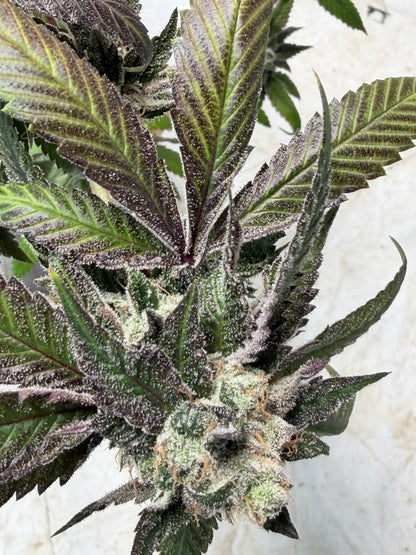 Gephilte Kush F2-R (7 Souvenir Magic Fem. Beans)