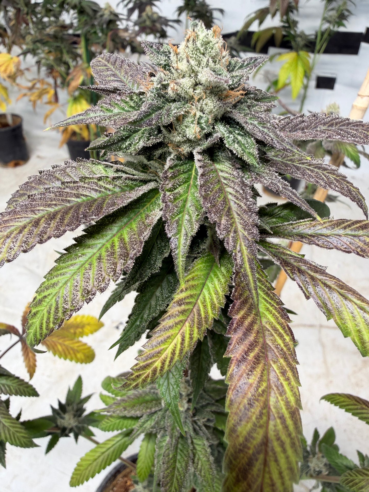Gephilte Kush F2-R (7 Souvenir Magic Fem. Beans)