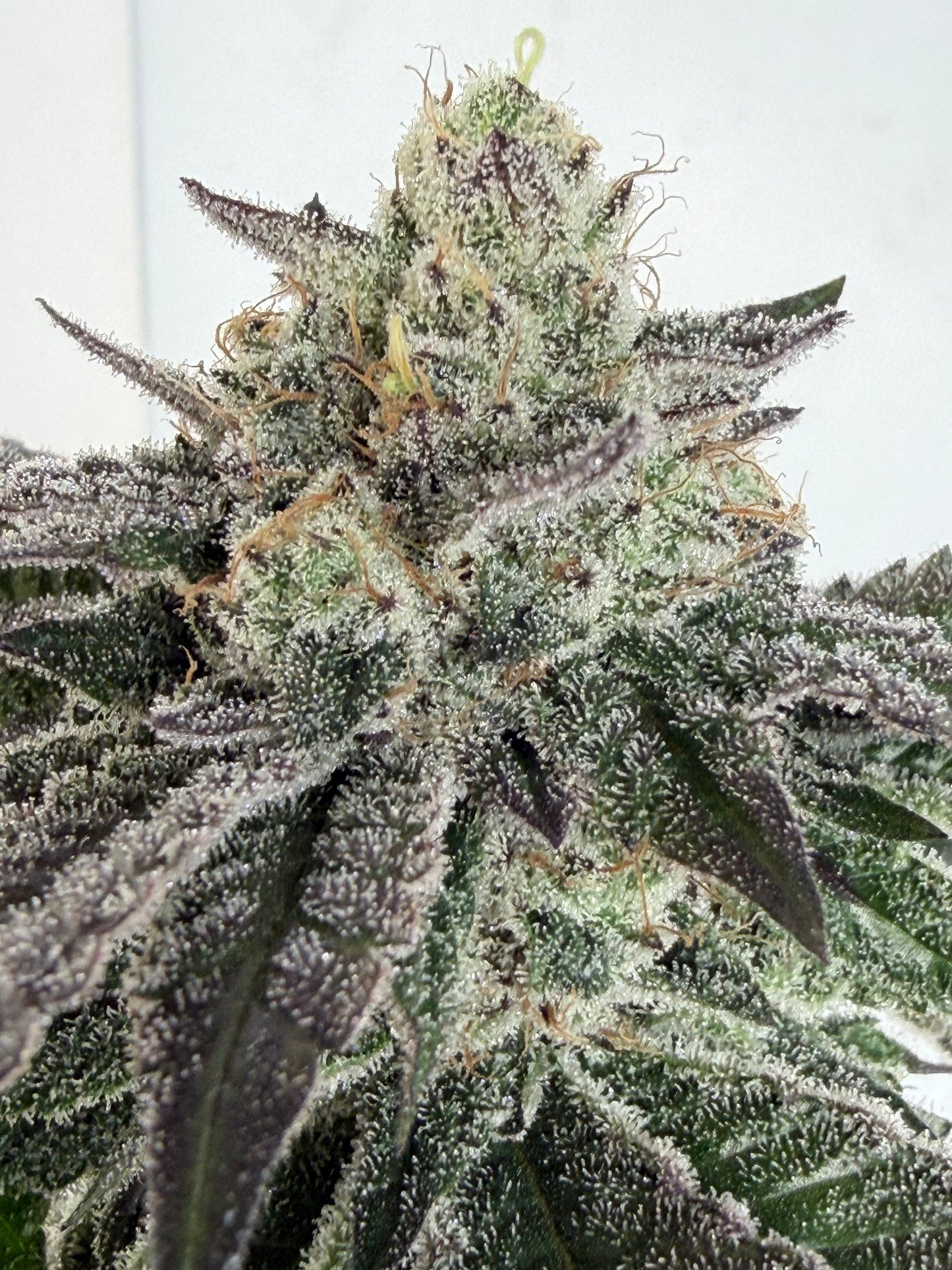 Gephilte Kush F2-R (7 Souvenir Magic Fem. Beans)