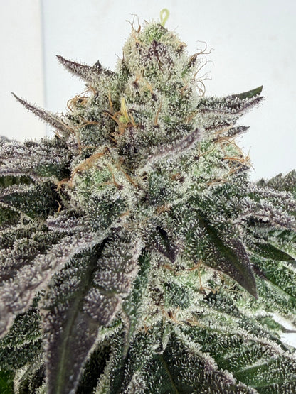 Gephilte Kush F2-R (7 Souvenir Magic Fem. Beans)