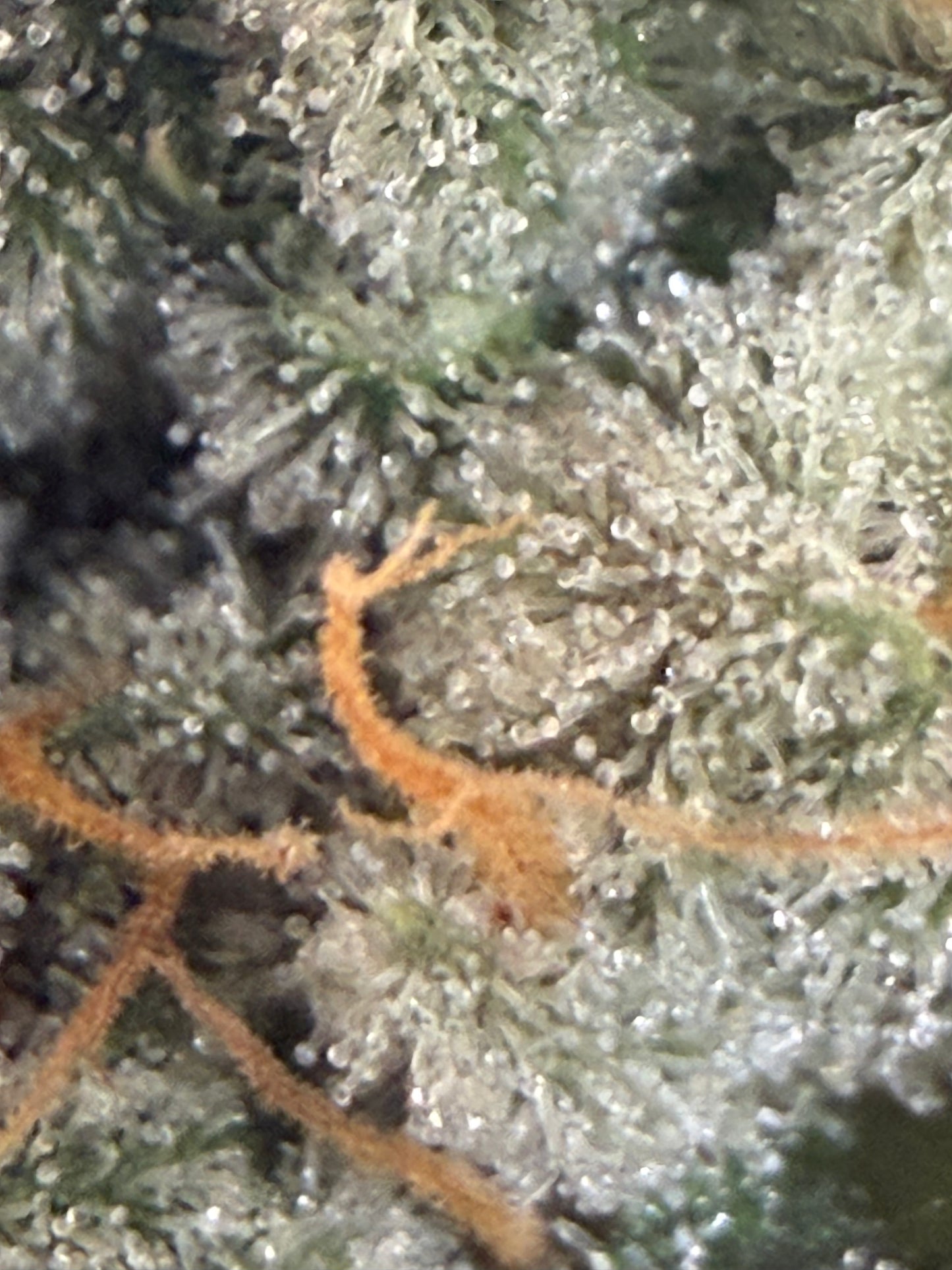 Harpua Kush (7 Souvenir Magic Fem. Beans)