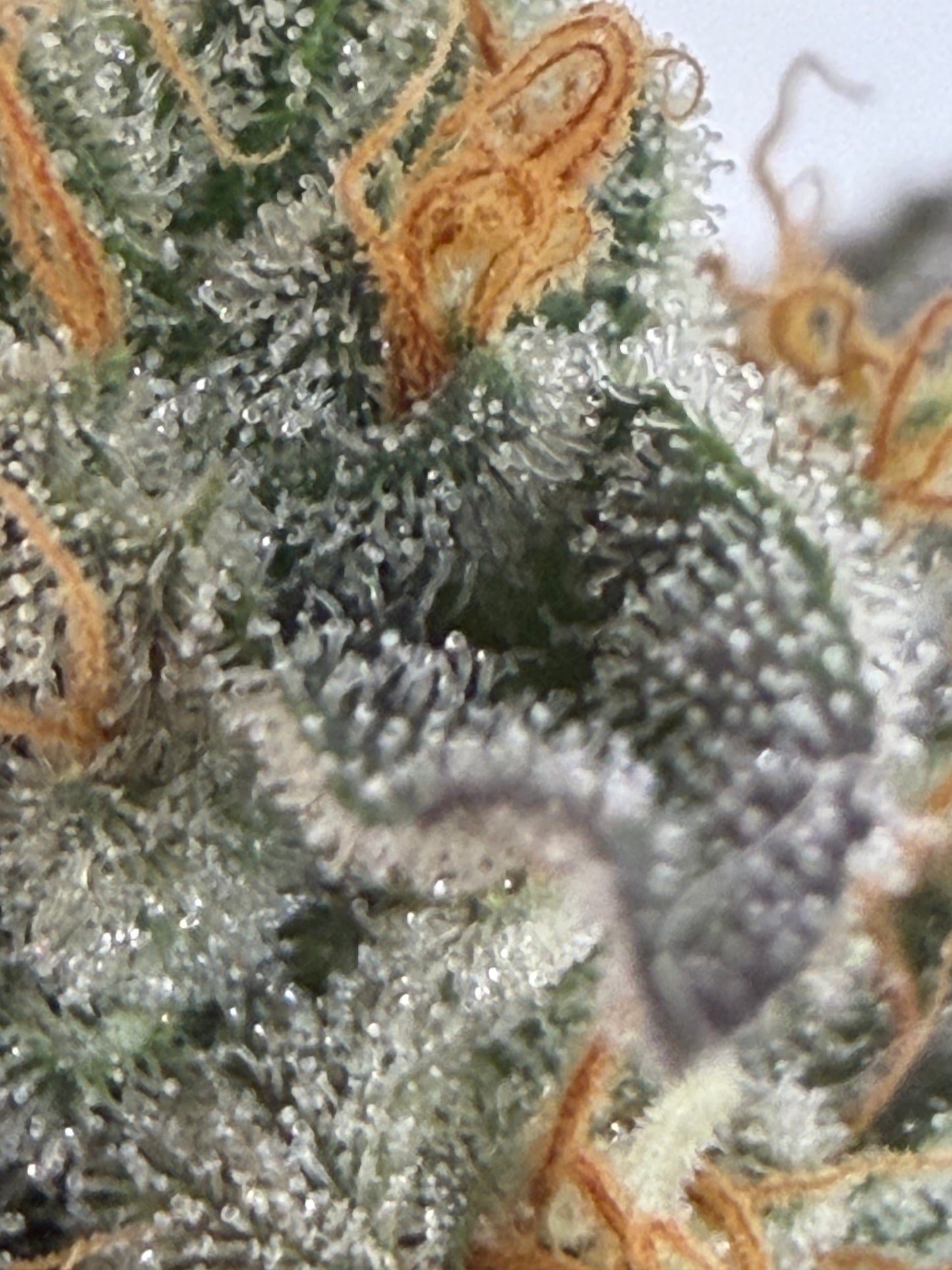 Harpua Kush (7 Souvenir Magic Fem. Beans)