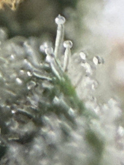 Harpua Kush (7 Souvenir Magic Fem. Beans)