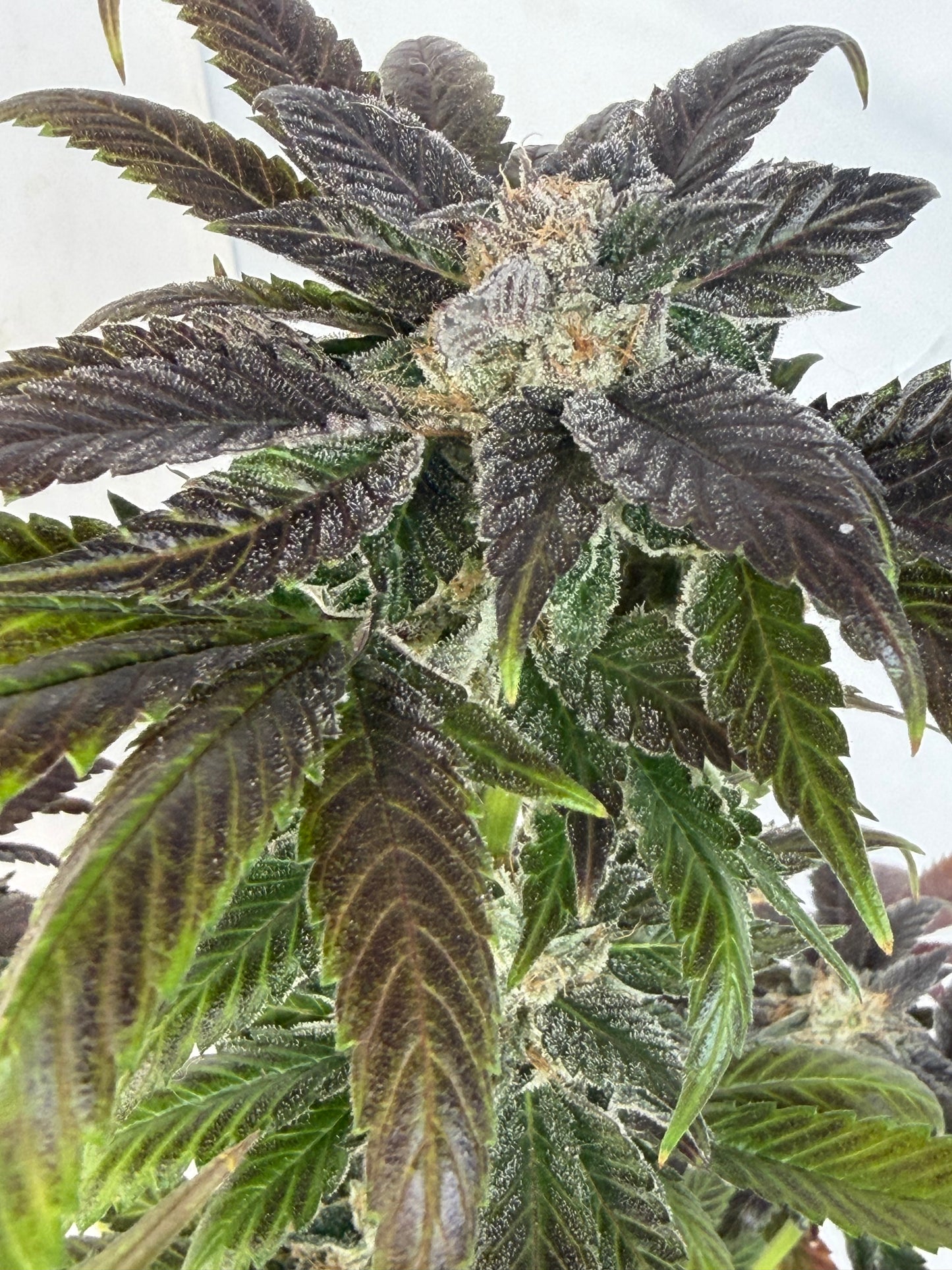 Harpua Kush (7 Souvenir Magic Fem. Beans)