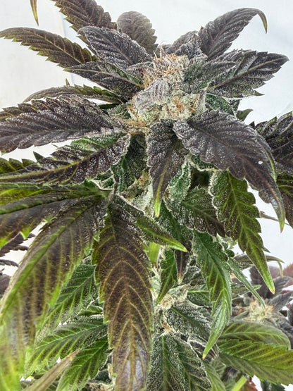 Harpua Kush (7 Souvenir Magic Fem. Beans)