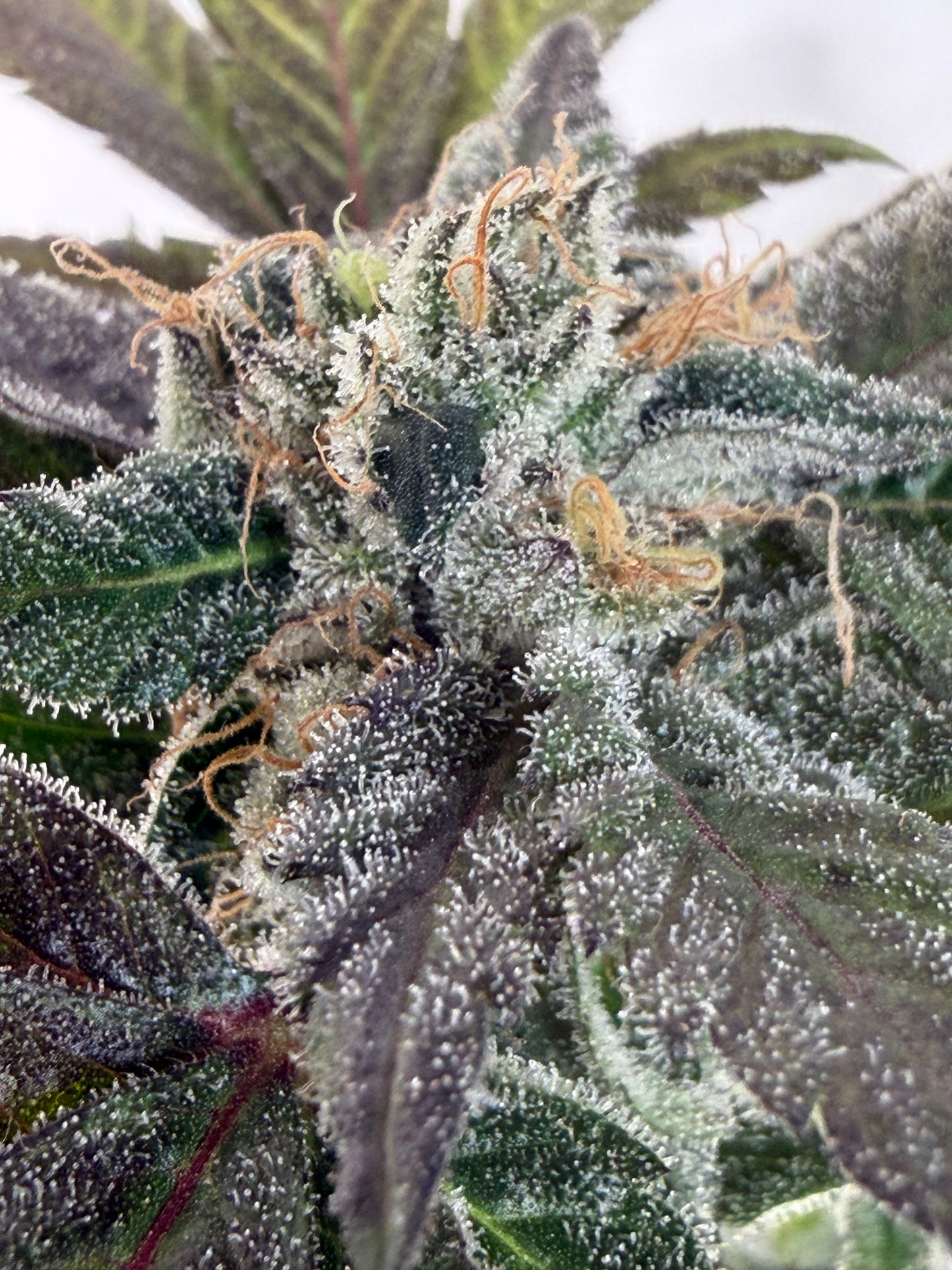Harpua Kush (7 Souvenir Magic Fem. Beans)