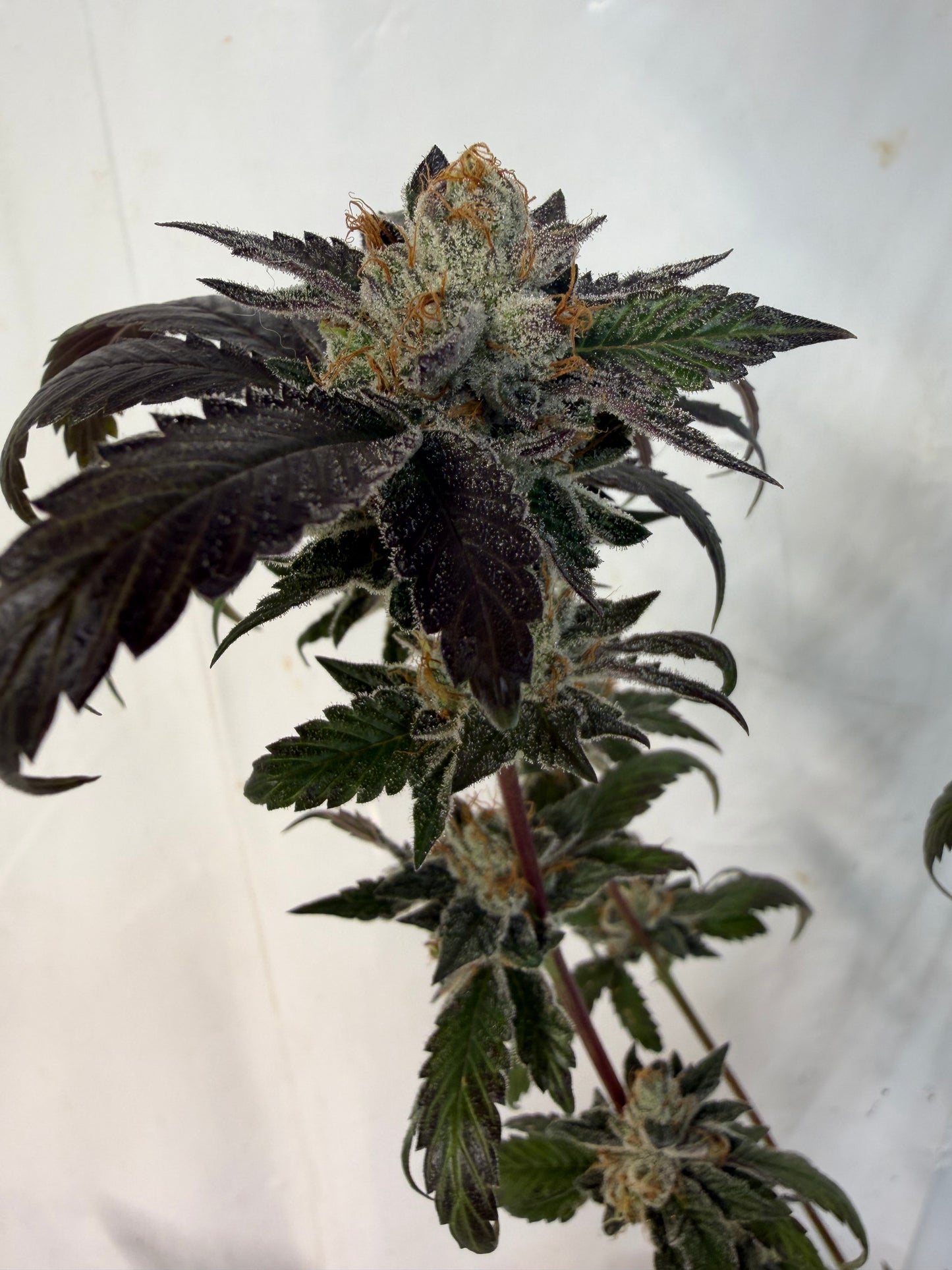 Harpua Kush (7 Souvenir Magic Fem. Beans)