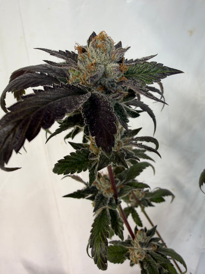 Harpua Kush (7 Souvenir Magic Fem. Beans)