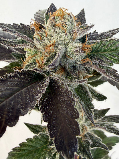 Harpua Kush (7 Souvenir Magic Fem. Beans)