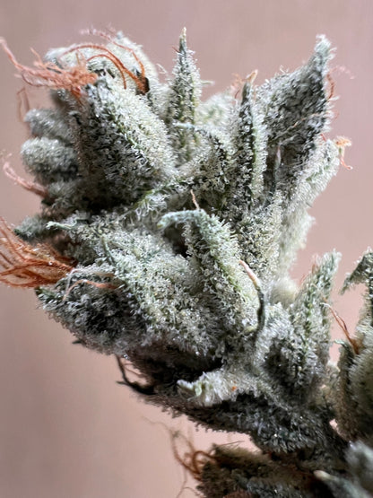 Valley of Lost Souls (7 Souvenir Fem. Seeds)