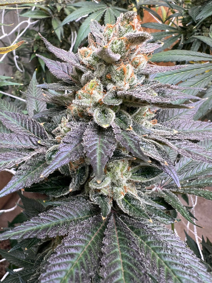 Summertime Sadness F2-R (7 Souvenir Fem. Seeds)