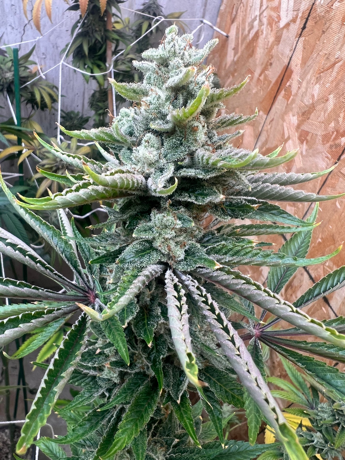 Summertime Sadness F2-R (7 Souvenir Fem. Seeds)