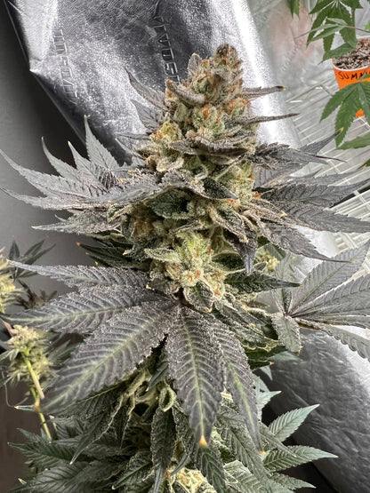 Summertime Sadness F2-R (7 Souvenir Fem. Seeds)