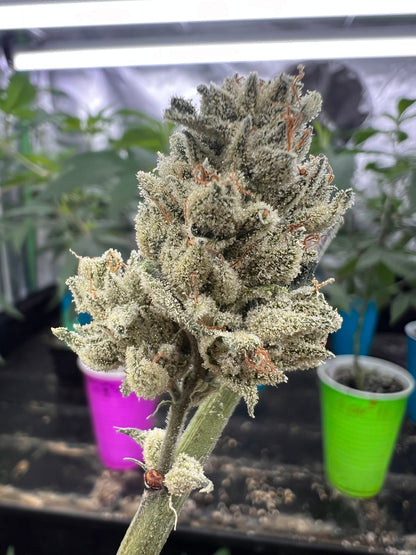 Valley of Lost Souls (7 Souvenir Fem. Seeds)