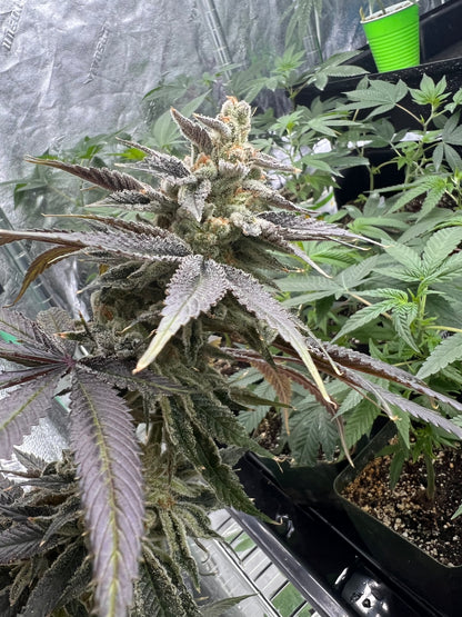 Summertime Sadness F2-R (7 Souvenir Fem. Seeds)