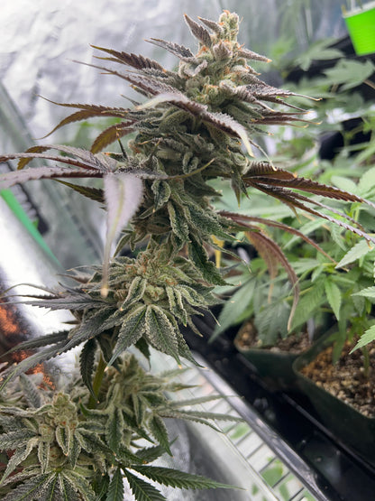 Summertime Sadness F2-R (7 Souvenir Fem. Seeds)