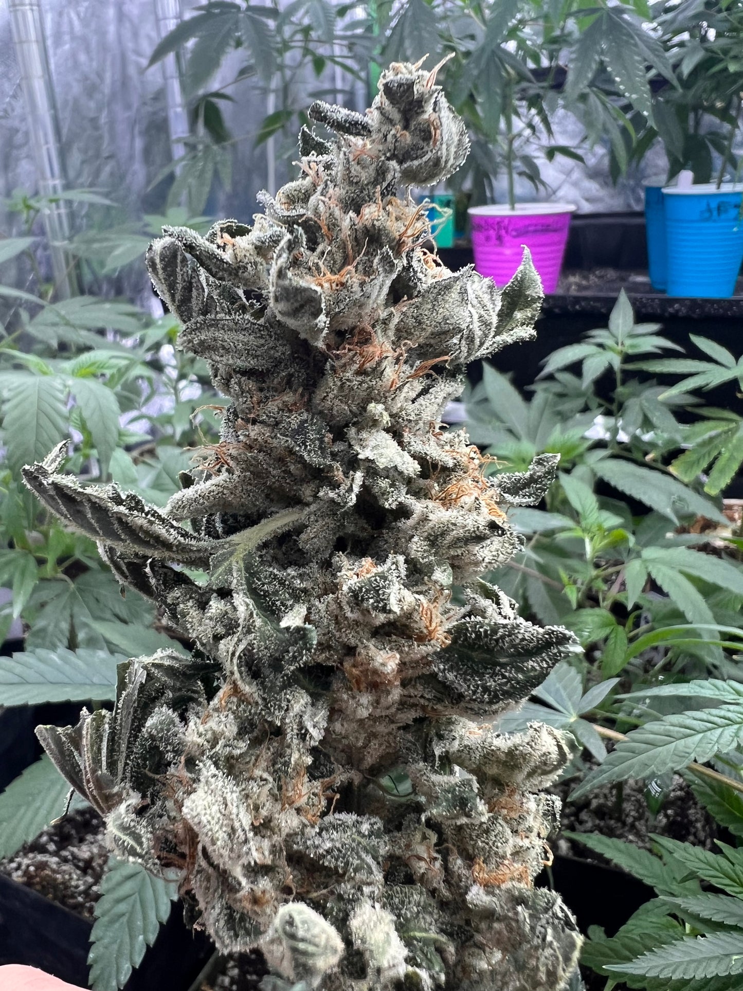 Valley of Lost Souls (7 Souvenir Fem. Seeds)