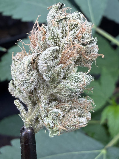 Ghost Story Haze (7 Souvenir Magic Fem. Beans) 🫘