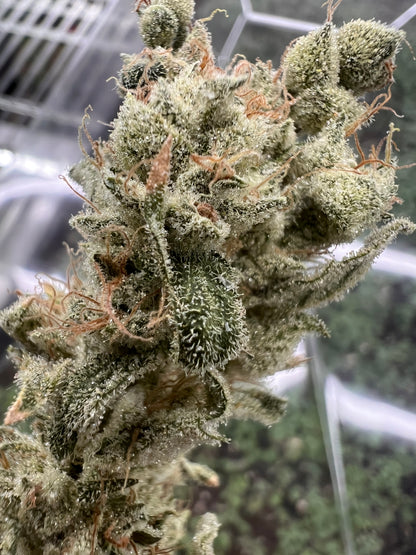 Valley of Lost Souls (7 Souvenir Fem. Seeds)