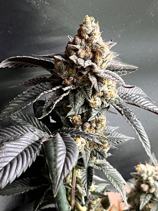 Summer Gary (14 Souvenir Fem. Seeds)