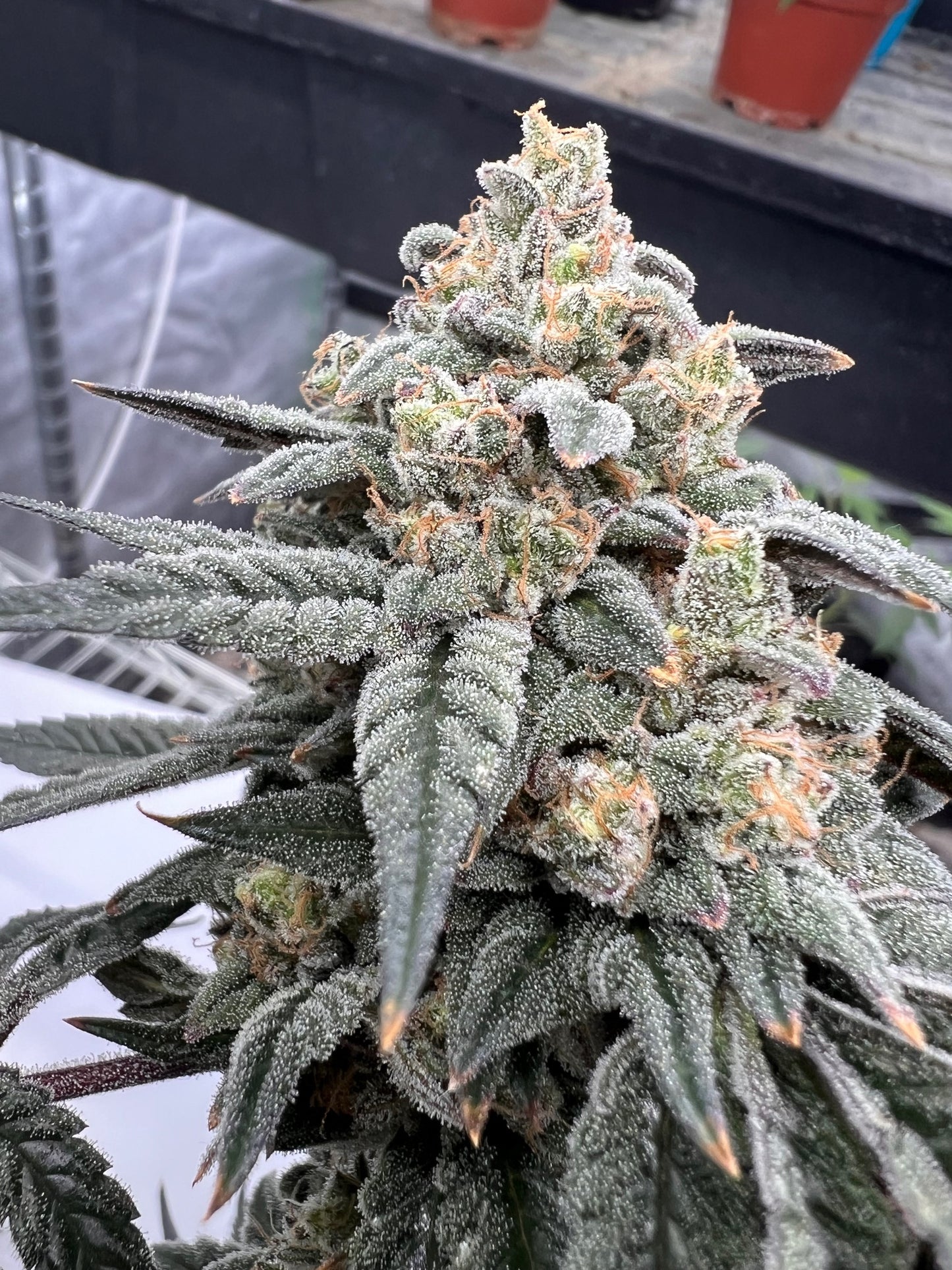 Summer Gary (7 Souvenir Fem. Seeds)