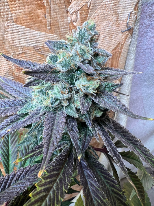 Diesel Tears (7 Souvenir Fem. Seeds)